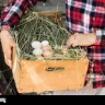 egghunter